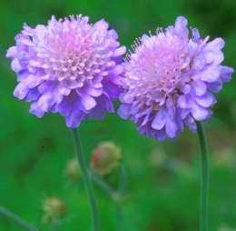 Scabiosa africana Seeds - Indigenous South African Perennial Seeds For Sale - Worldwide Shipping