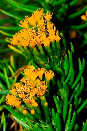 Senecio barbertonicus Seeds - Indigenous Succulents