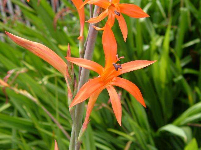 Watsonia angusta Seeds - Sow Autumn or Spring - Indigenous Bulbs Seeds