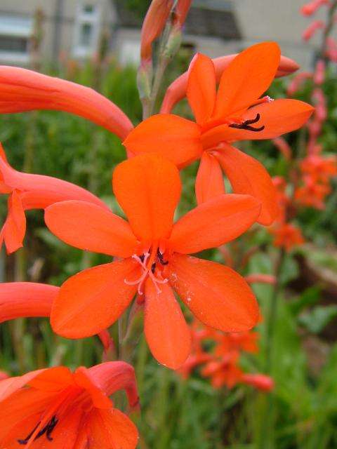 Watsonia pillansii Seeds - Sow Spring - Indigenous Bulbs Seeds