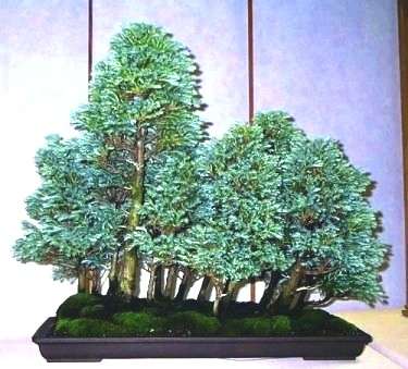 20 Mountain Cedar - Widdringtonia nodiflora Bonsai Tree Seeds - Indigenous