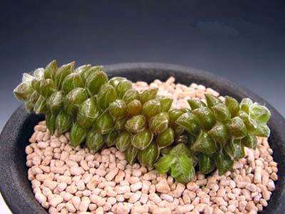 Anacampseros filamentosa Seeds - Indigenous Succulents
