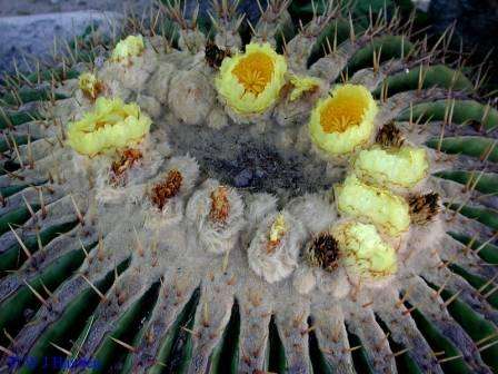 20 Echinocactus platyacanthus Seeds