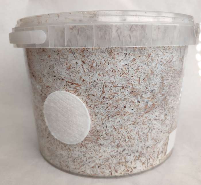 Grey Pearl oyster mushroom grow kit (2.5L/1.25kg)