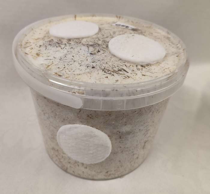 Golden Oyster Mushroom Grow Kit (2.5L/1.25kg)