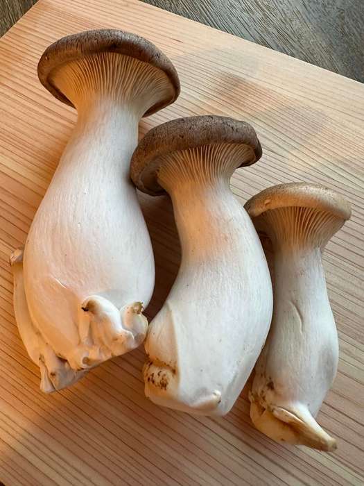 King Oyster Mushroom grow kit (2kg)