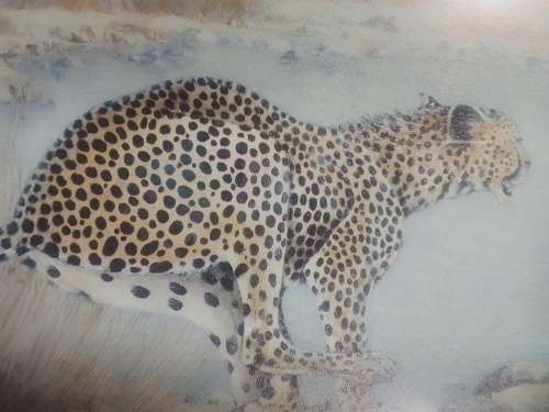 The legendary Cheetah. 3D painting under solid wood frame and glass.