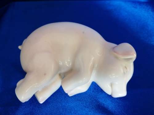 Chubby cute sleeping pig piglet