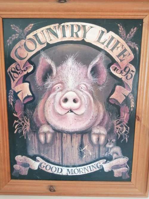 Large Pig Hog Counttry Life Print on Board Framed #