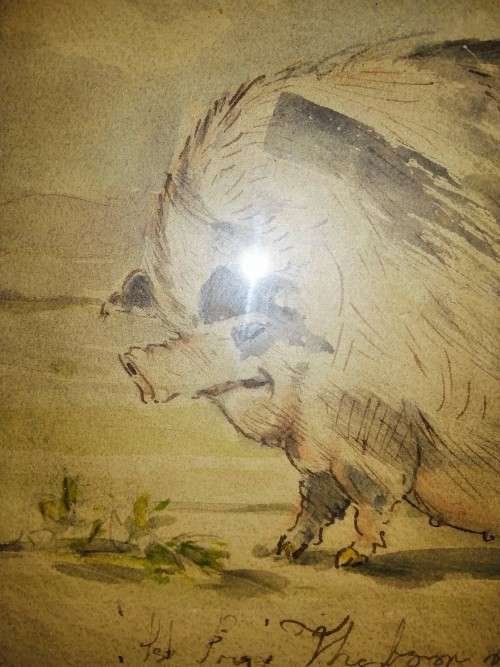 Antique Watercolour of Large Pig pre c1900 #