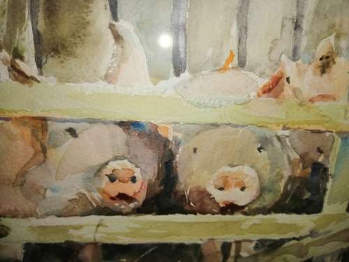 Stunning watercolor Pig Family behind the fence Dorothy Burke #