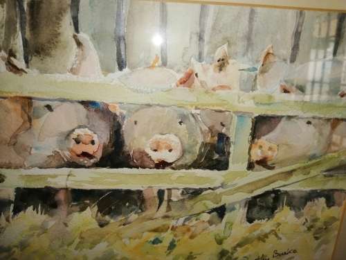 Stunning watercolor Pig Family behind the fence Dorothy Burke #