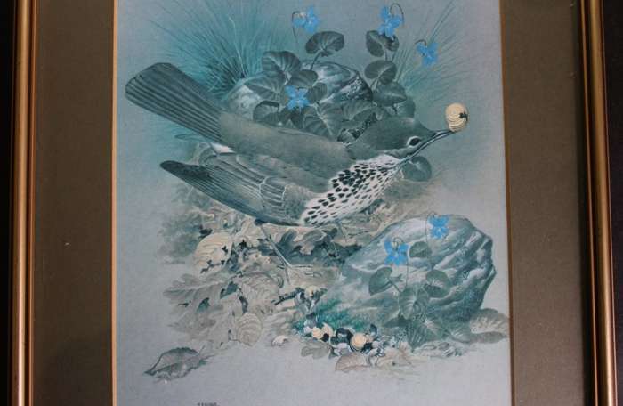 M J Pledger Drawings Set Of Three, Reproduction Prints of Birds in the Wild, Framed
