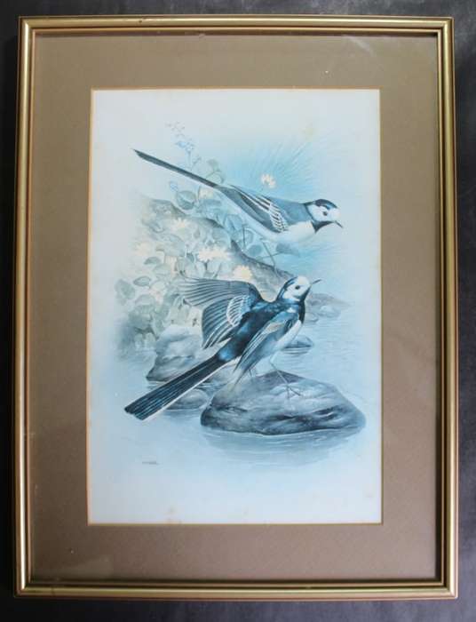 M J Pledger Drawings Set Of Three, Reproduction Prints of Birds in the Wild, Framed
