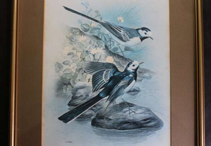 M J Pledger Drawings Set Of Three, Reproduction Prints of Birds in the Wild, Framed