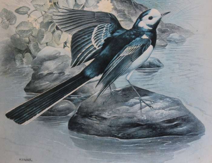 M J Pledger Drawings Set Of Three, Reproduction Prints of Birds in the Wild, Framed