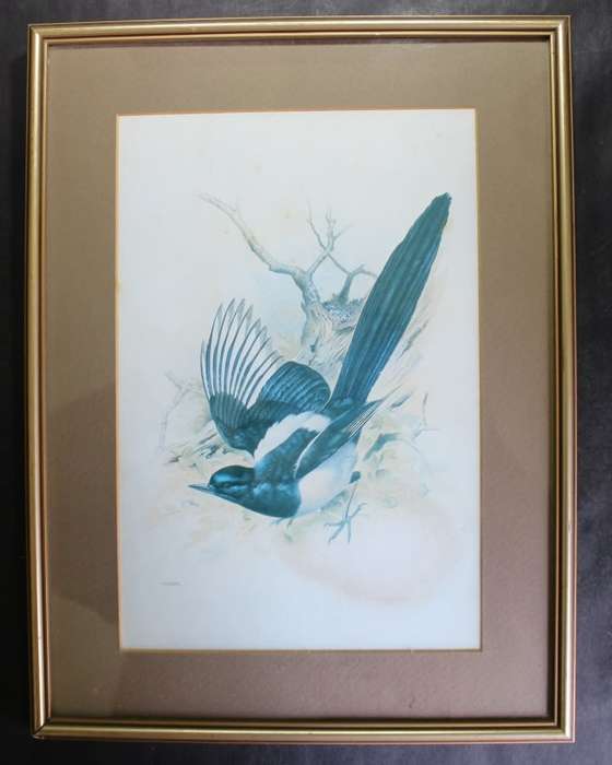 M J Pledger Drawings Set Of Three, Reproduction Prints of Birds in the Wild, Framed