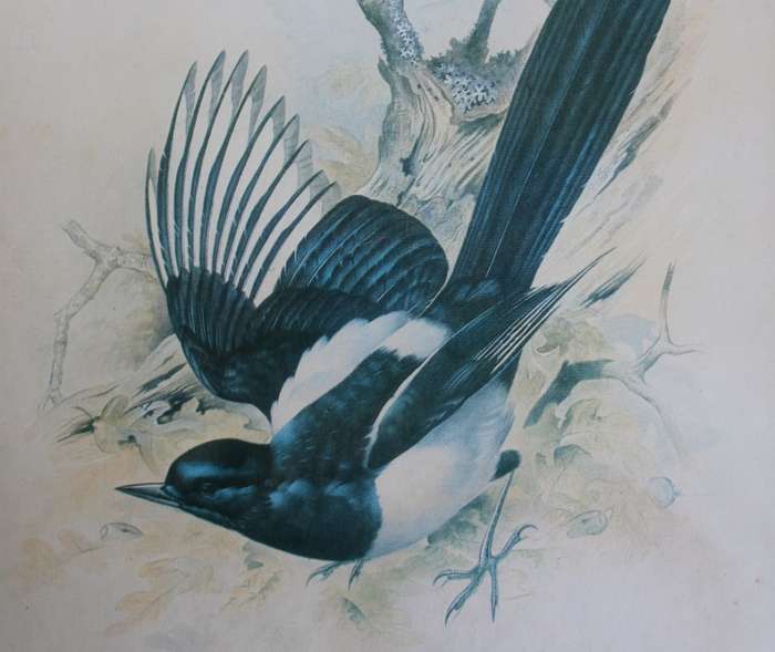 M J Pledger Drawings Set Of Three, Reproduction Prints of Birds in the Wild, Framed