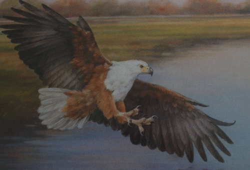 Fish Eagle in Full Flight by Linda Hall Framed Reproduction Print