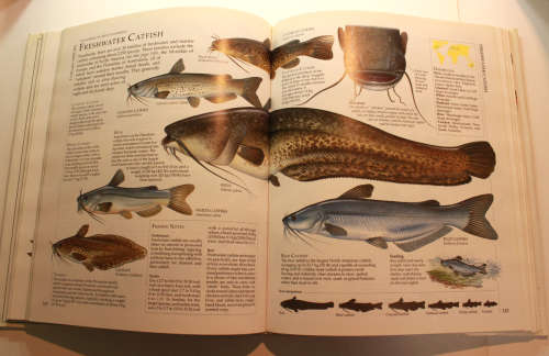 The Encyclopedia Of Fishing Ian Wood Editor Hardcover Book