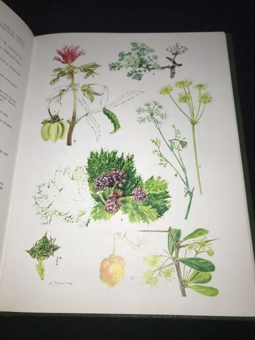 WESTERN CAPE SANDVELD FLOWERS BY HILDA MASON 1972 NUMBERED AND SIGNED