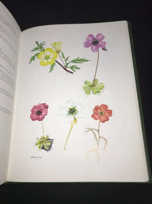 WESTERN CAPE SANDVELD FLOWERS BY HILDA MASON 1972 NUMBERED AND SIGNED