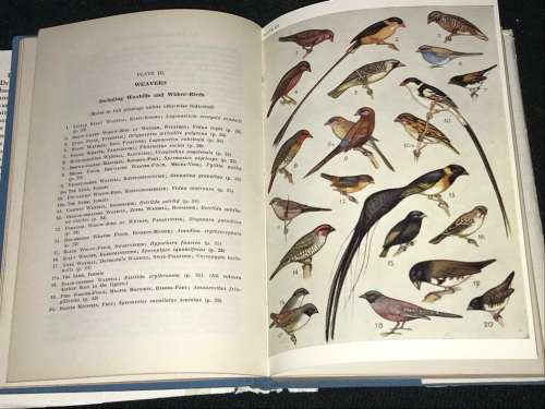 A FIRST GUIDE TO SOUTH AFRICAN BIRDS BY E. LEONARD GILL 1956