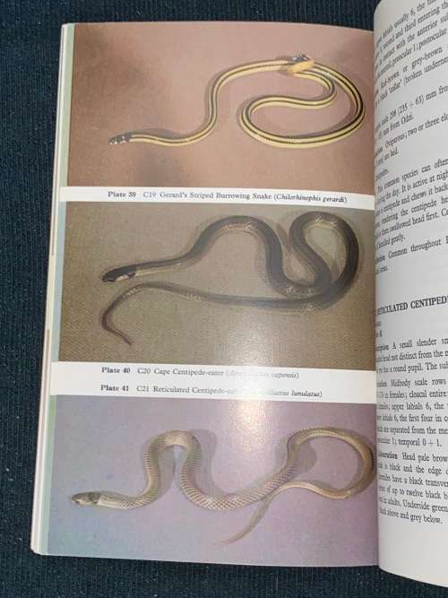 SNAKES OF RHODESIA BY D.G. BROADLEY AND E.V. COCK - BUNDU SERIES