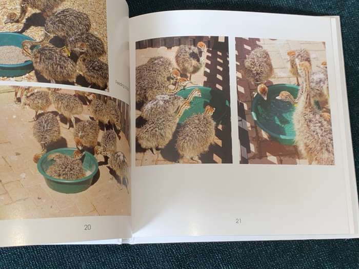 OSTRICHES BY CECILIA COELLE + VOLKER JANSSEN