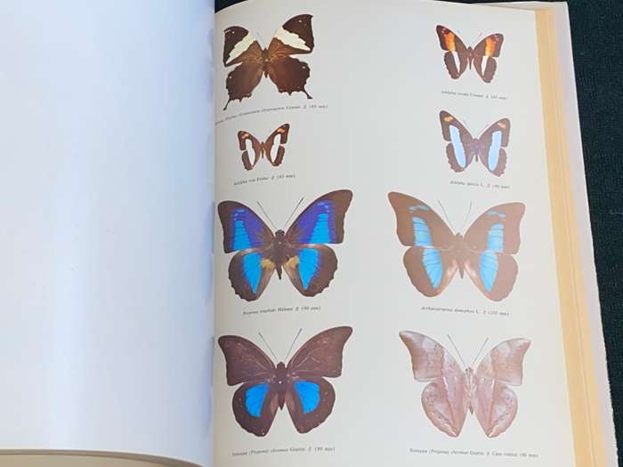 MARIPOSAS DIURNAS DE VENEZUELA