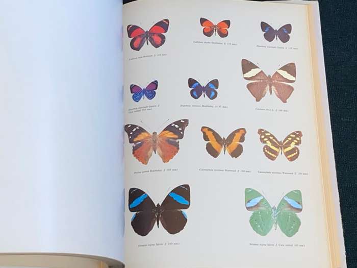 MARIPOSAS DIURNAS DE VENEZUELA