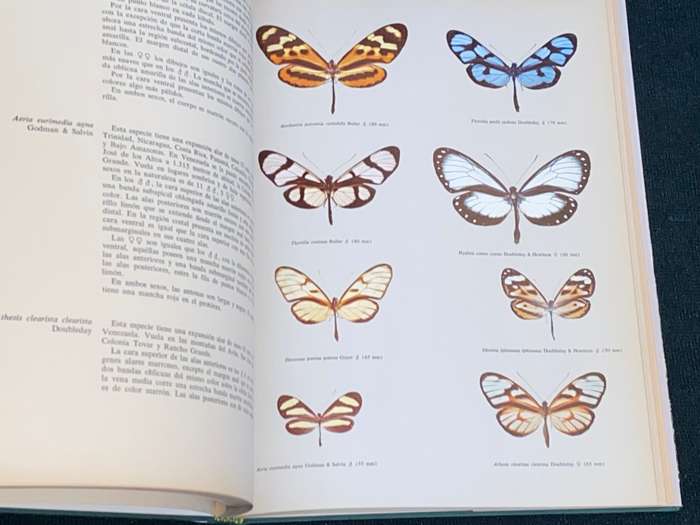 MARIPOSAS DIURNAS DE VENEZUELA