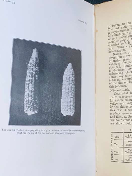 MAIZE IN SOUTH AFRICA BY A.R. SAUNDERS 1930 S.A. AGRICULTURAL SERIES