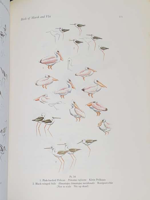 CALBURN`S BIRDS OF SOUTHERN AFRICA