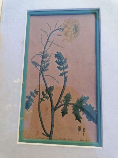 Rare find late 1700s hand colored picture of flowers bid for the lot