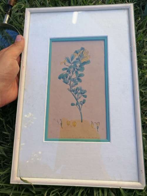 Rare find late 1700s hand colored picture of flowers bid for the lot