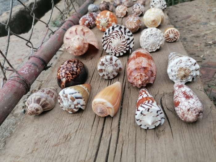 See Shell collection