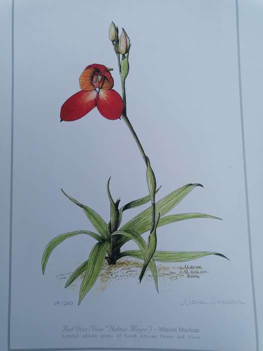 marion maclean signed limited edition print of fauna and flora 42cm x 32cm