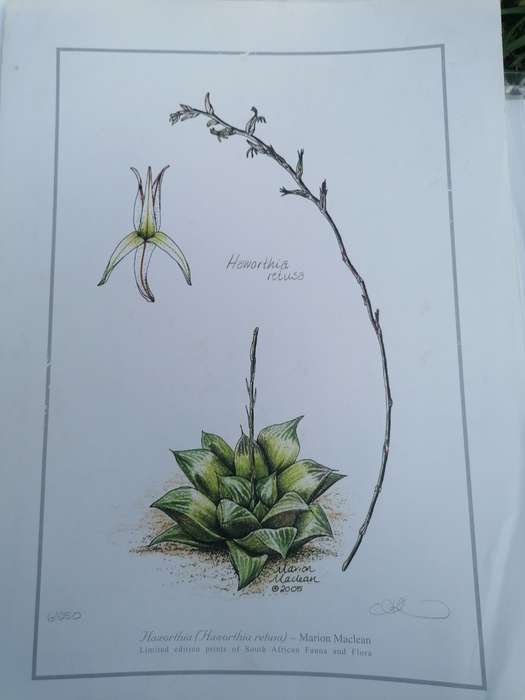 marion maclean signed print of fauna and flora 42cm x 32cm