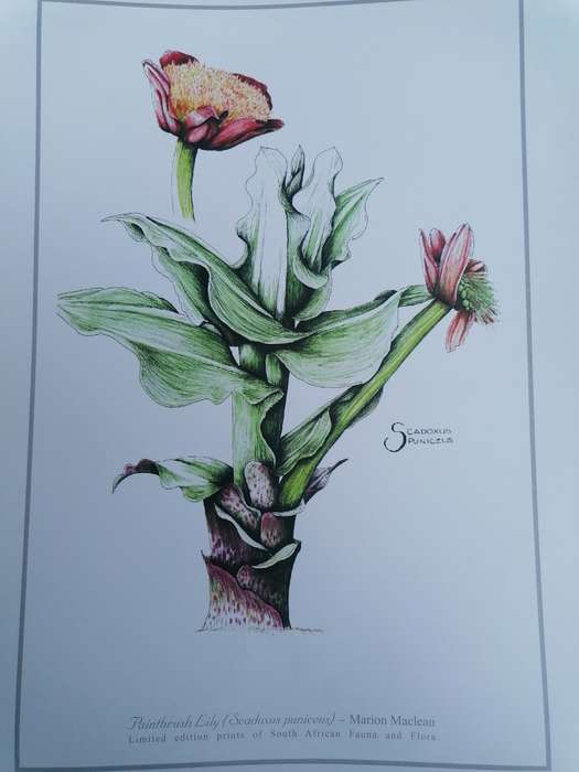 marion maclean limited edition print of fauna and flora 42cm x 32cm