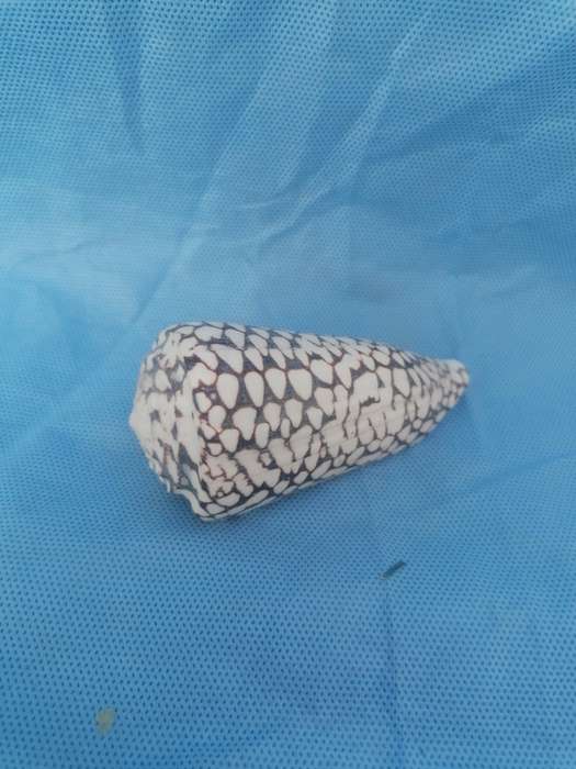 Lovely sea shell