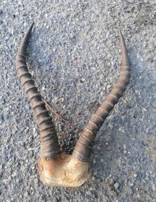 Set of horns