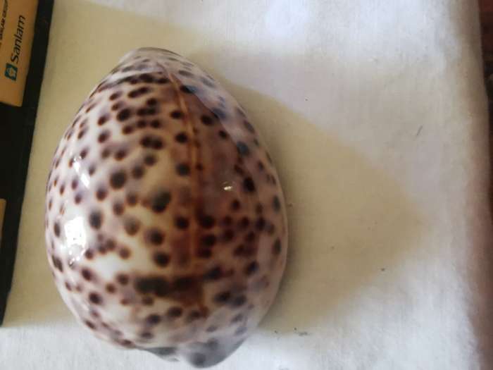 VINTAGE TIGER COWREY SHELL