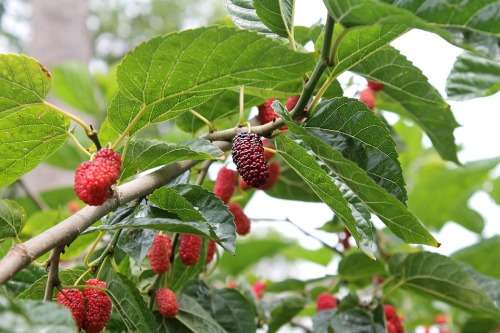 Mulberry tree Cuttings
