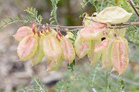 Cancer Bush (kankerbossie, Lessertia frutescens) plant seeds
