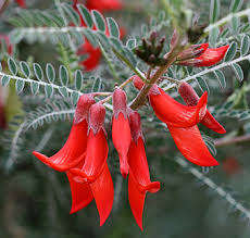 Cancer Bush (kankerbossie, Lessertia frutescens) plant seeds