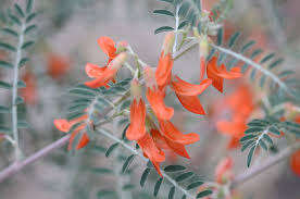 Cancer Bush (kankerbossie, Lessertia frutescens) plant seeds