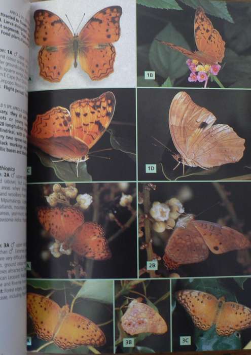 Field guide to butterflies of South Africa by Steve Woodhall