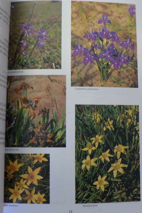 Niewoudtville, Bokkeveld Plateau and Hantam, SA wild flower guide 9)