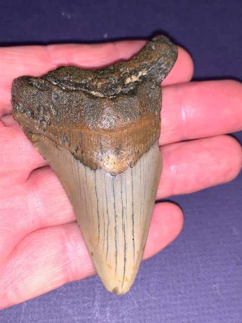 Megalodon Shark tooth Carcharodon Megalodon Fossil Great White 8 cm